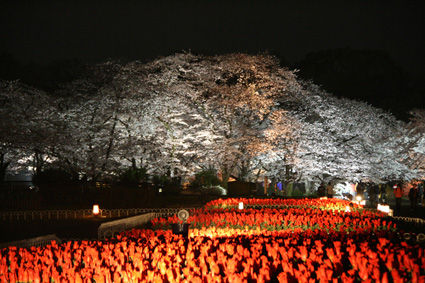 京都府立植物園ライトアップ
