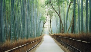 嵯峨野の竹林の道