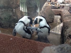 京都水族館・ケープペンギン